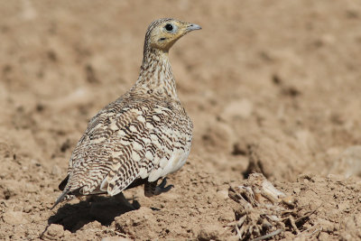 Roedbuikzandhoen_2016_11_15_ShannawtFarm_Oman_AlbertdeJong.jpg