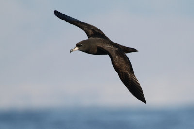 Flesh-footed Shearwater_2016_11_14_Mirbat_Oman_AlbertdeJong4.jpg