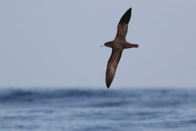 Flesh-footed Shearwater_2016_11_14_Mirbat_Oman_AlbertdeJong3.jpg