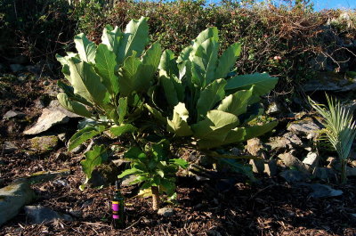 Comillane Gardens, Cape Clear Island, January 2015