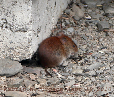 Myodes gapperi - Southern Red-backed Vole