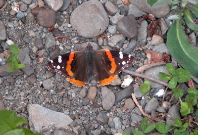 4437a  Vanessa atalanta 