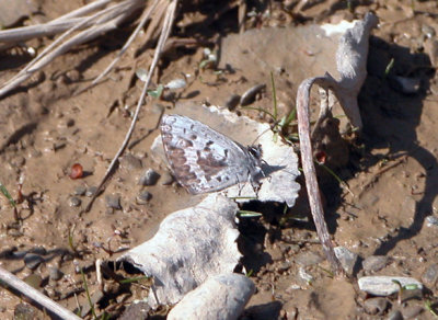 4363a Celastrina ladon lucia