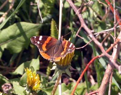 4437a  Vanessa atalanta   