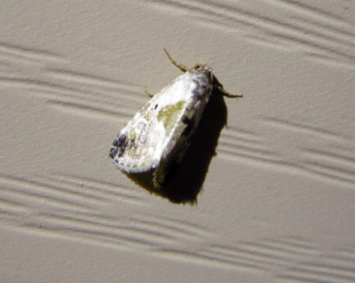 931295 (9049) Maliattha synochitis  