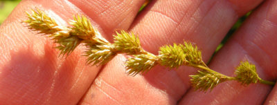 Carex projecta  