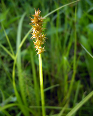 Carex stipata  