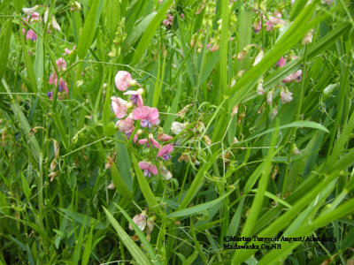 Madwaska Co.,NB page 301 Flora of NB
ALL PARTS POISONOUS SEED VERY POISONOUS