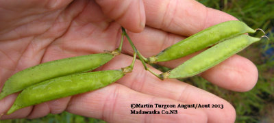 Madwaska Co.,NB page 301 Flora of NB
ALL PARTS POISONOUS SEED VERY POISONOUS