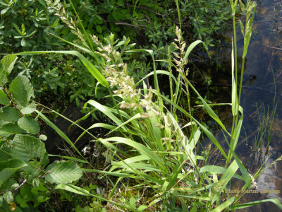 p 605 flora of NB miller Lake Restigouche Co.NB