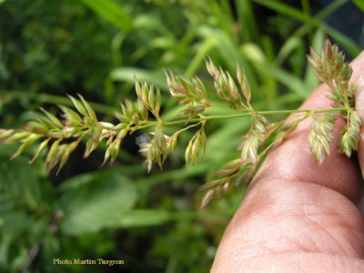 p 605 flora of NB miller Lake Restigouche Co.NB