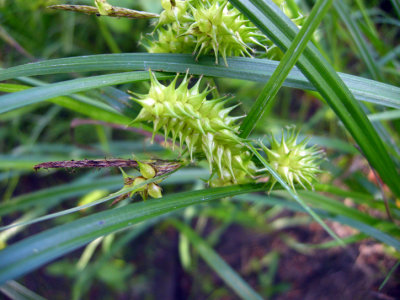  Carex hystericina - Porcupine Sedge/Carex Porc-Epic