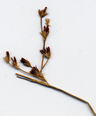 Juncus brevicaudatus 