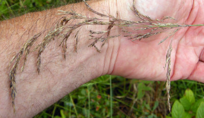 POACEAE - Grass Family (Flowering Plants)