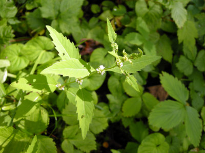 Page 375 Flora of NB