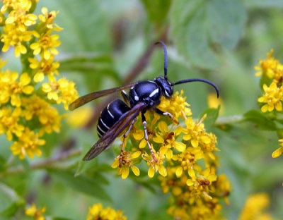 Sawflies, Wasps, Bees and Ants. 