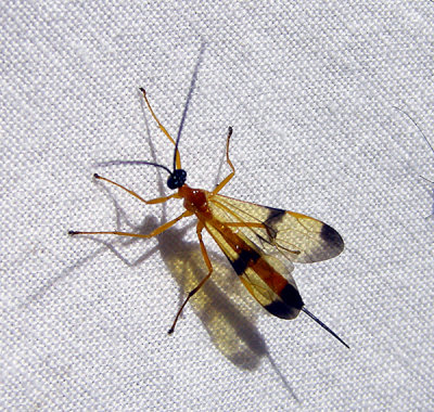 Acrotaphus wiltii 