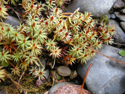Moss - MAYBE Polytrichum juniperinum