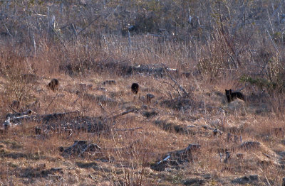 Ursus americanus - Black Bears / Ours noir