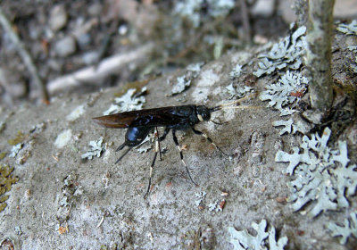  Urocerus albicornis 