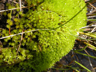 Moss  maybe Mnium hornum 1b