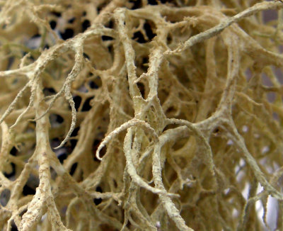 1 moss Woodlot apr 2009 63 crop.jpg