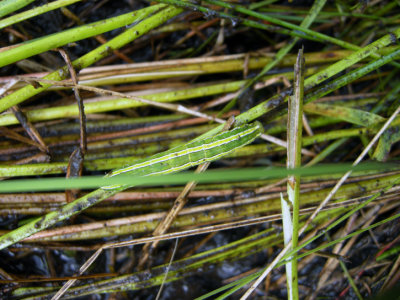 10295(932877) Melanchra assimilis  caterpillar 