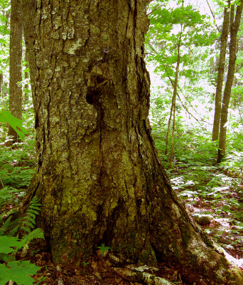 Yellow birch tree 2.65 FT 81 cm
