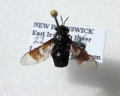 Chrysops mitis  