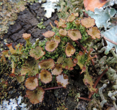 Lichens sp