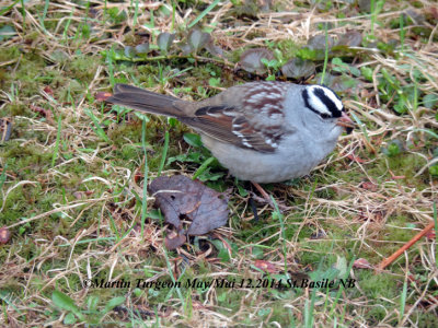 White-crowned Sparrow/Bruant a Couronne blanche