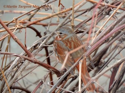 Fox Sparrow/Bruant fauve
