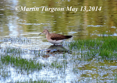 Chevalier solitaire /Solitary sandpiper