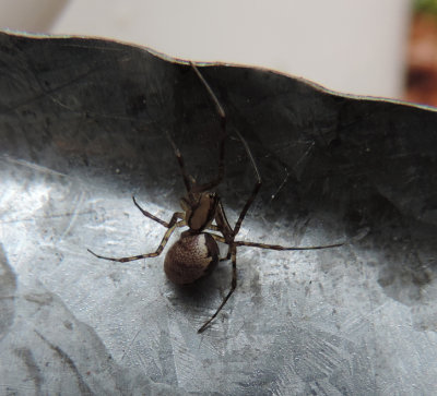 Spider need identified
