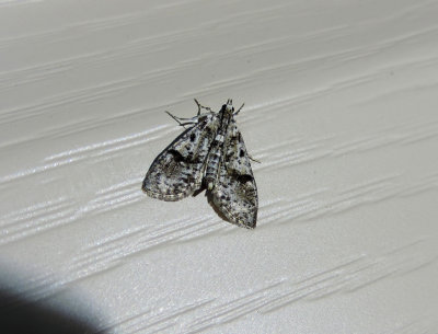 156075 – 5226 Palpita magniferalis