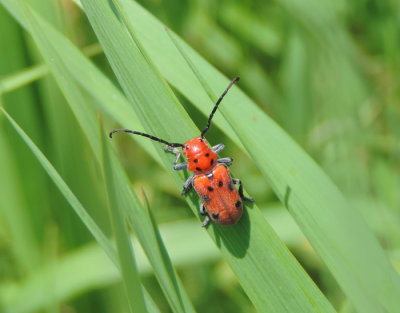 Tetraopes tetrophthalmus - Red Milk weed beetle