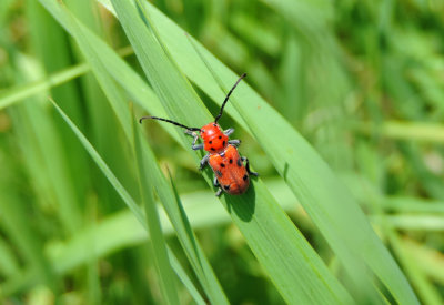 Tetraopes tetrophthalmus  