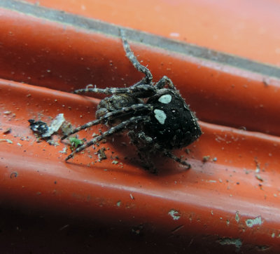 Eustala anastera Wlot Spider 725 site.jpg