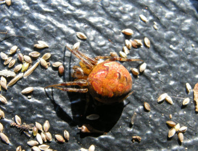 Neoscona arabesca