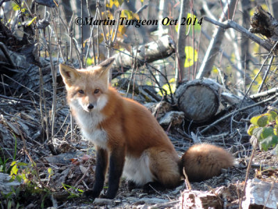 Fox/Renard roux -Vulpes vulpes