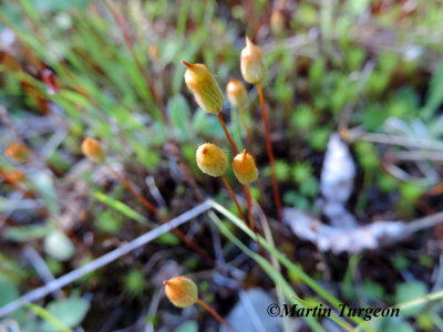 Mosses & Liverworts  of Madawaska Co.NB