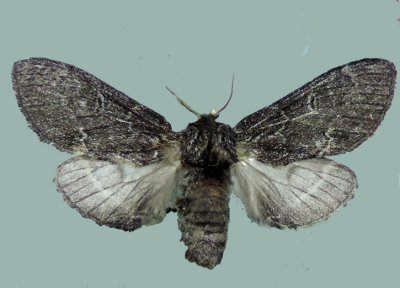  930017 Notodonta torva - Dark form