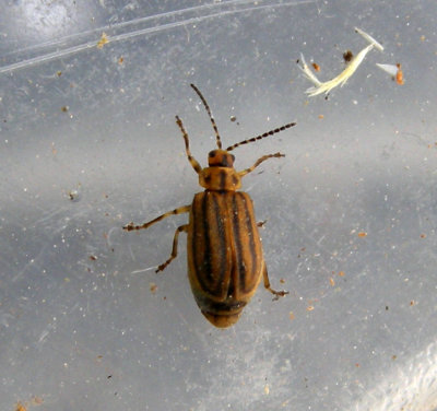 Beetle of Restigouche Co.NB- Coloptres