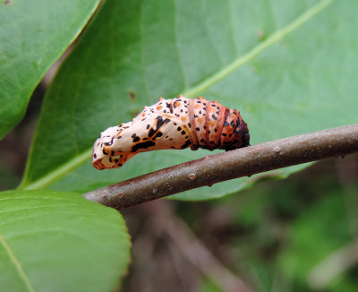 Euphydryas phaeton (Drury, 1773)