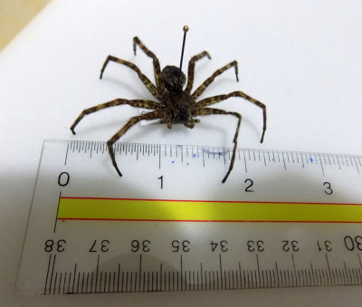 spider Dolomedes largest spider native to Canada