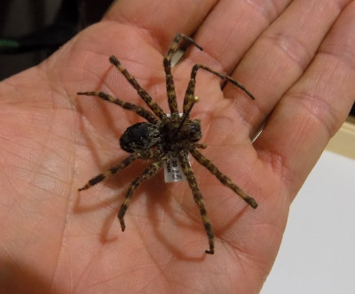 spider Dolomedes