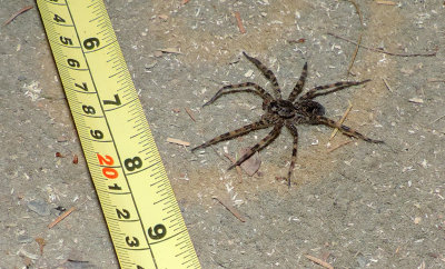 Spiders/ Araignes of/du New Brunswick