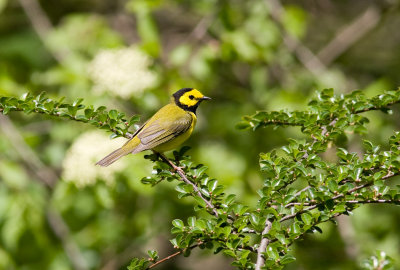 hooded_warbler