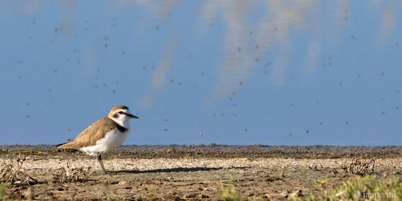 Kentish Plover - Strandplevier - Charadrius alexandrinus