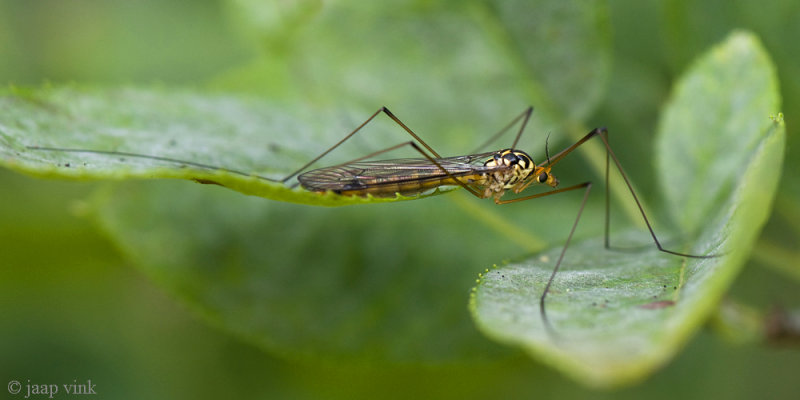 Tiger Cranefly - Langpootmug - Nephrotoma flavipalpis